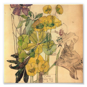 Foto Charles Rennie MackMacintosh - Spurge With Yham 19