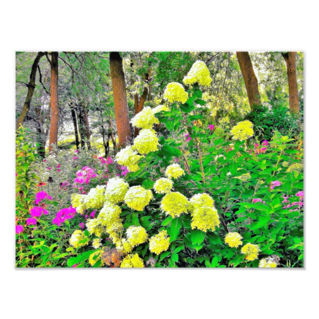 Foto Chartreuse Green Limelight Hydrangea Garden (Frente)