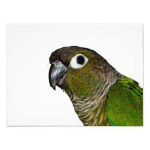 Foto Cheeked verde Conure