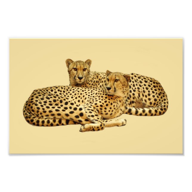 Foto Cheetahs (Frente)