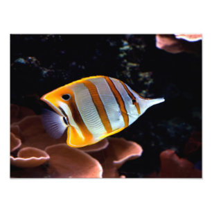 Foto Chelmon rostratus