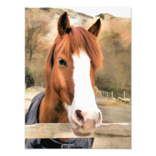 FOTO CHESTNUT HORSE