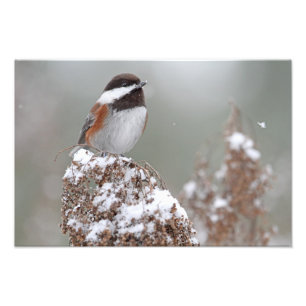 Foto Chickadee apoyado castaña en la nieve