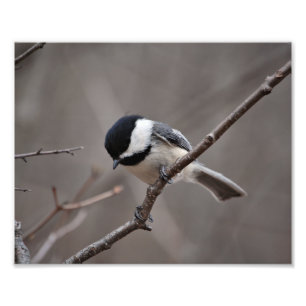 Foto Chickadee capsulado negro