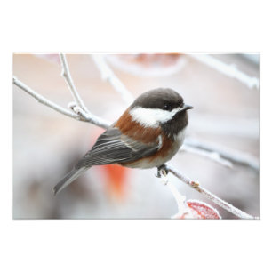 Foto Chickadee en invierno