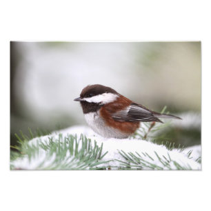 Foto Chickadee en la nieve
