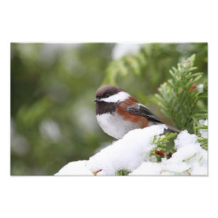 Foto Chickadee en nieve en un árbol de cedro
