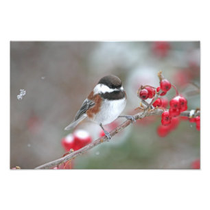 Foto Chickadee en nieve que cae con las bayas rojas