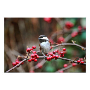 Foto Chickadee en rama con las bayas rojas