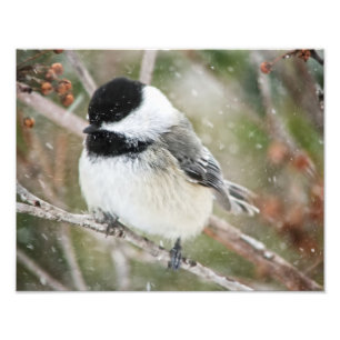 Foto Chickadee en una nevada