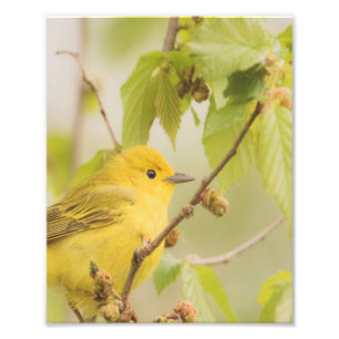 Foto Chico brillante y alegre - Warbler amarillo