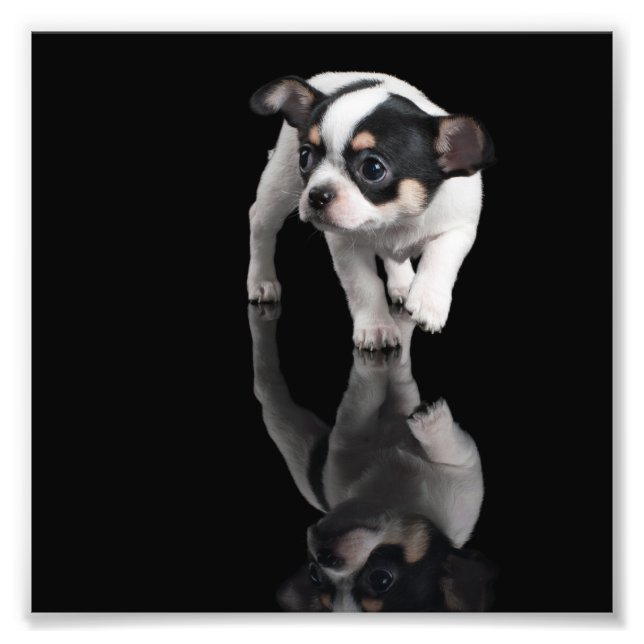 Foto Chihuahua (Frente)