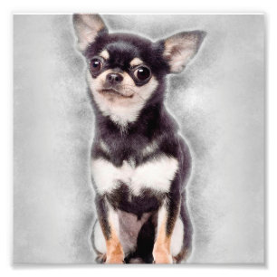 Foto Chihuahua Puppy Sitting   Decoración animal pura