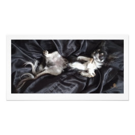 Foto Chihuahua sobre la seda negra