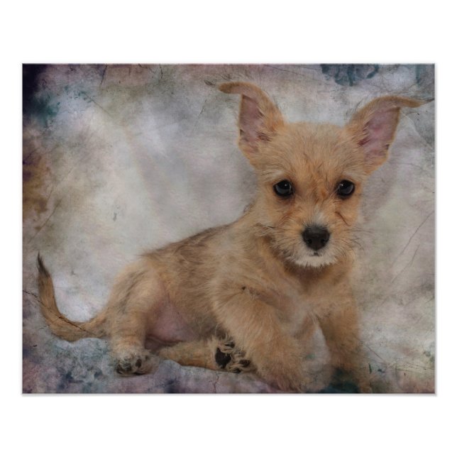 Foto Chihuahua/Yorkie Puppy (Frente)