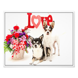 Foto Chihuahua's, flores y amor