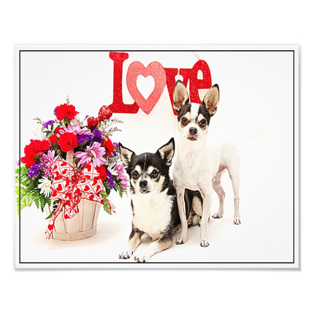 Foto Chihuahua's, flores y amor (Frente)