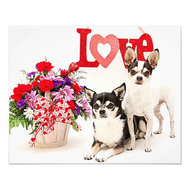 Foto Chihuahua's, flores y amor (Frente)