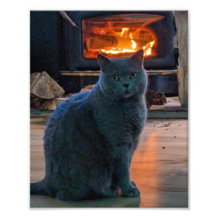 Foto Chimenea de gatos Kitty de Shorthair británica