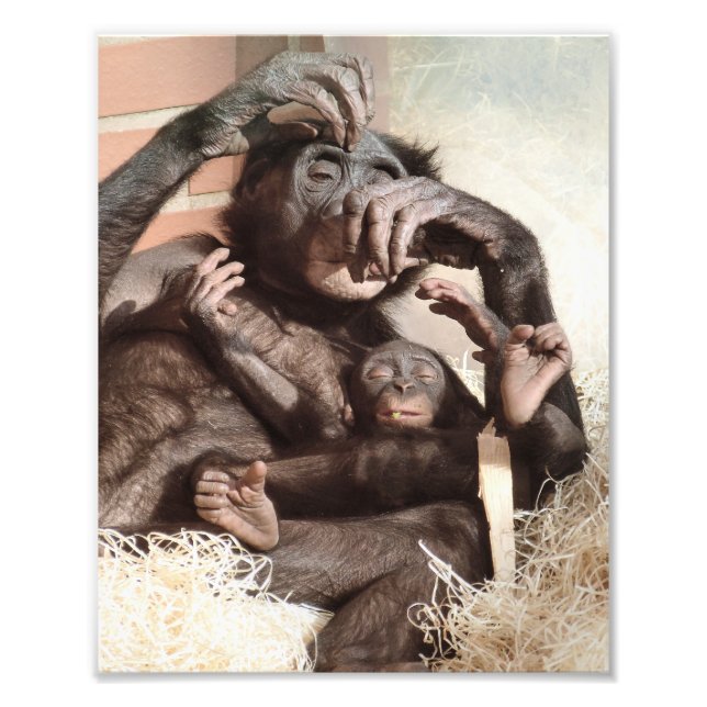 FOTO CHIMPANZEES (Frente)