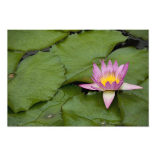 Foto China, Hong Kong, Nuevos Territorios. Chi Lin