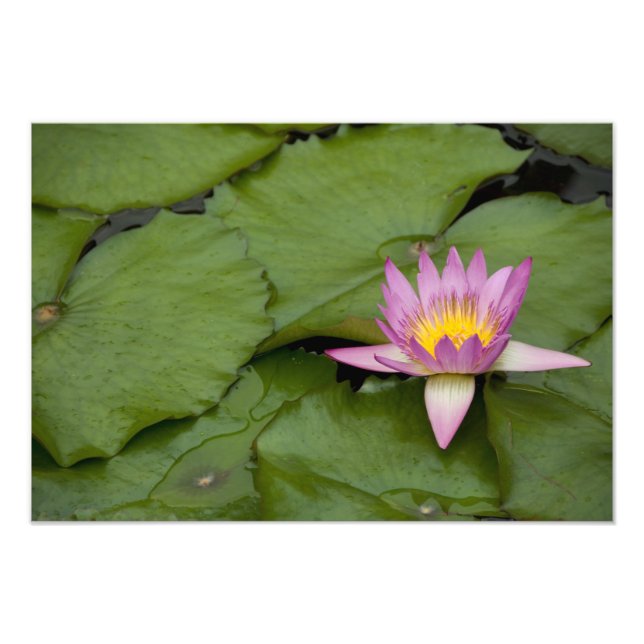 Foto China, Hong Kong, Nuevos Territorios. Chi Lin (Frente)