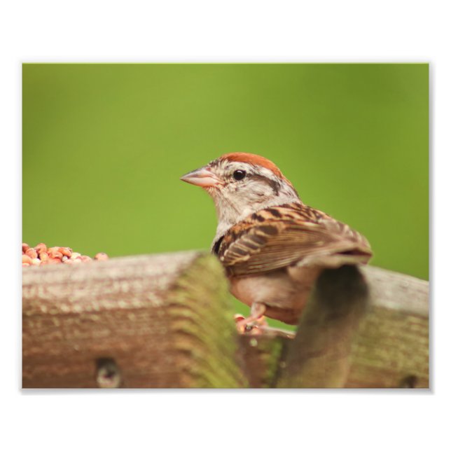 Foto Chip Sparrow en el alimentador de aves (Frente)