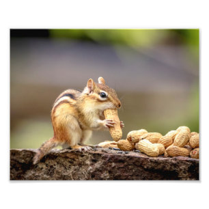 Foto Chipmunk 10x8 que come un cacahuete