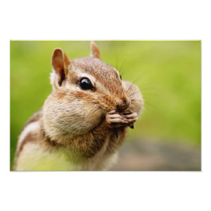 Foto Chipmunk adorable con las mejillas llenas