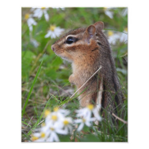 Foto Chipmunk Adorable en flores