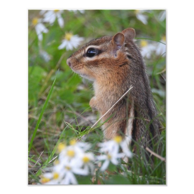 Foto Chipmunk Adorable en flores (Frente)