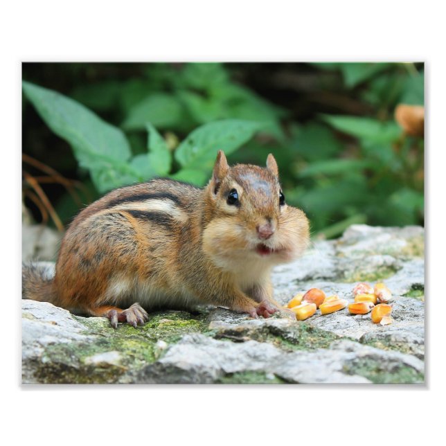 Foto Chipmunk con mejillas rellenas (Frente)