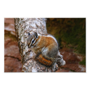 Foto Chipmunk en el Parque Nacional de Zion