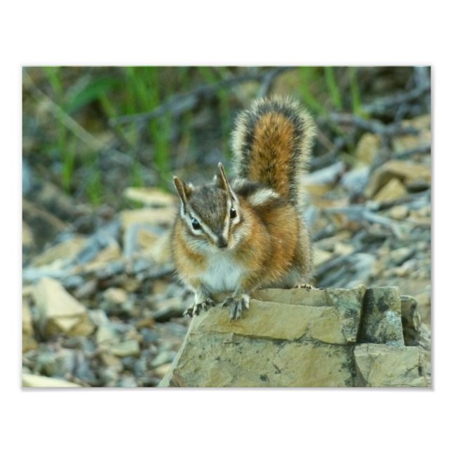 Foto Chipmunk en el Parque Nacional Glaciar (Frente)