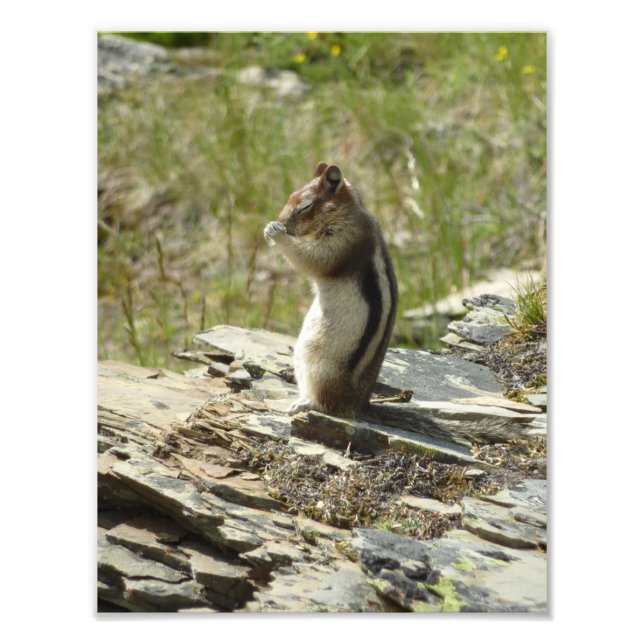 Foto Chipmunk en el Parque Nacional Glaciar II (Frente)