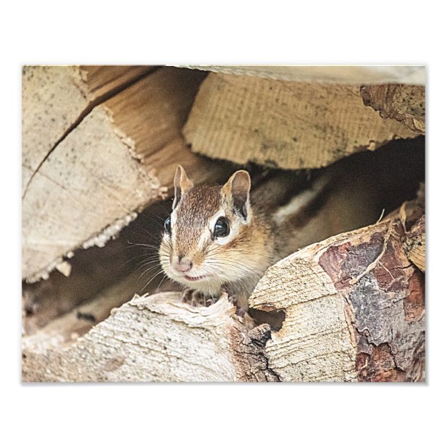 Foto Chipmunk en una pila de madera (Frente)