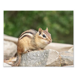 Foto Chipmunk en una roca
