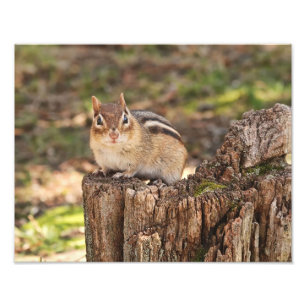 Foto Chipmunk gordo y mullido adorable