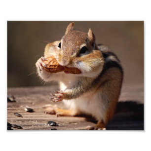 Foto Chipmunk relleno su cara