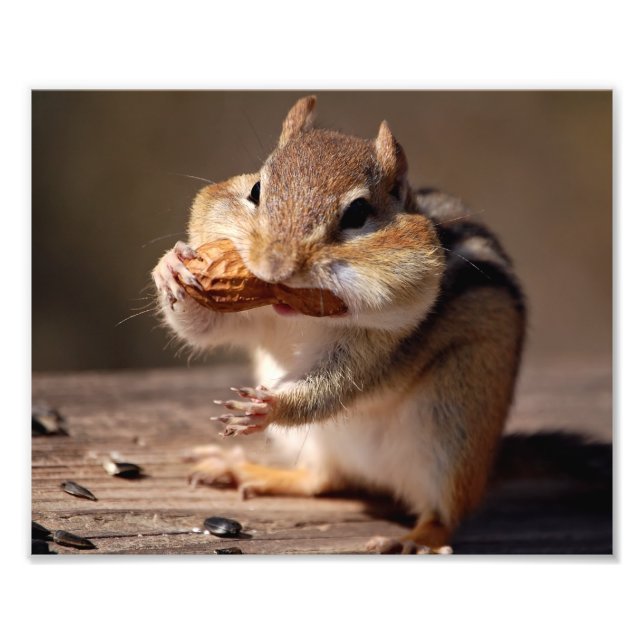 Foto Chipmunk relleno su cara (Frente)