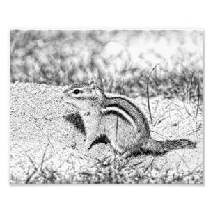 Foto Chipmunk Sketch