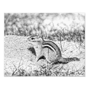 Foto Chipmunk Sketch