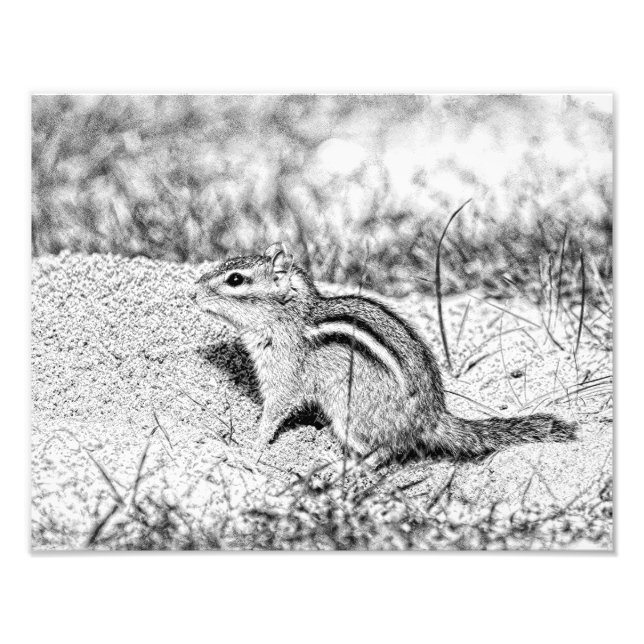 Foto Chipmunk Sketch (Frente)