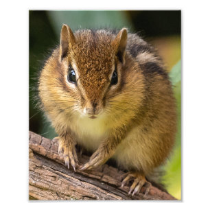 Foto Chipmunk Stare