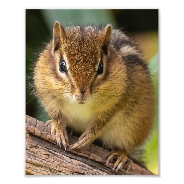 Foto Chipmunk Stare (Frente)