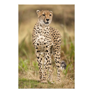Foto Chita, Acinonyx jubatus, en Masai Mara