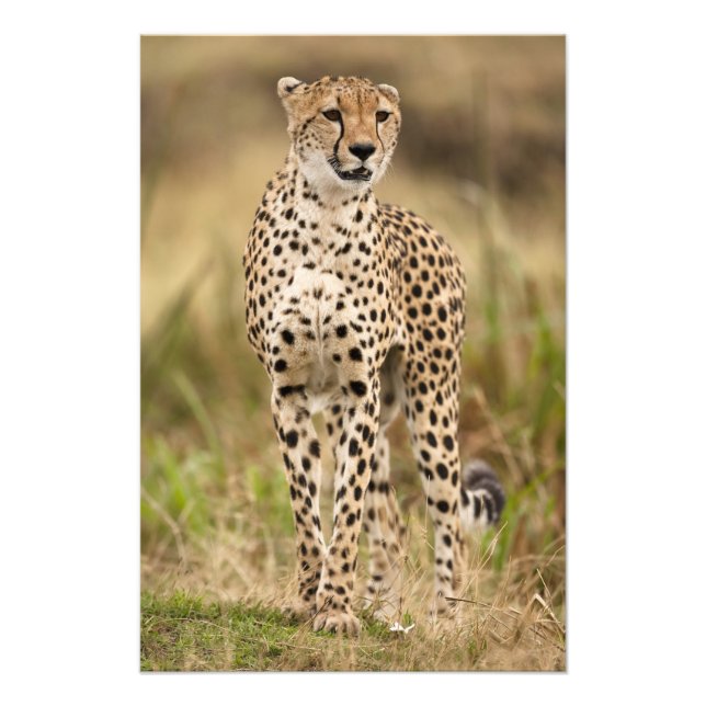 Foto Chita, Acinonyx jubatus, en Masai Mara (Frente)