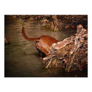 Foto Chocolate Lab Pit Mix Dog Digging