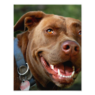 Foto Chocolate Lab Pit Mix Dog Happy Smile
