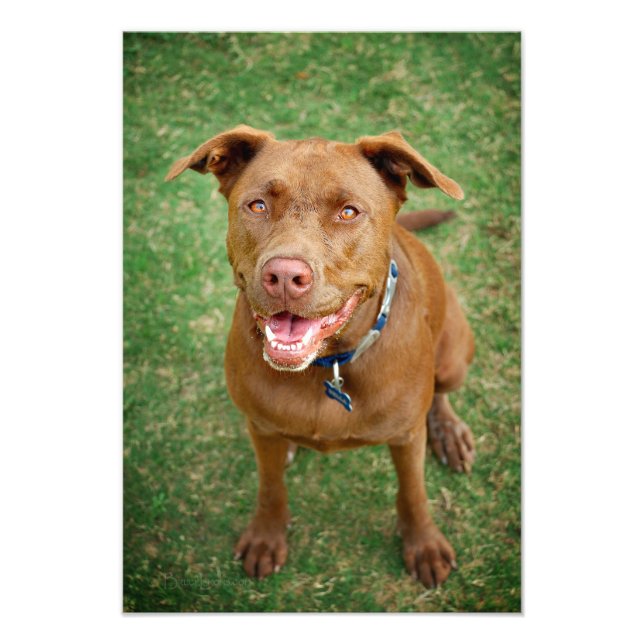 Foto Chocolate Lab Pit Mix Dog Retrato 4 (Frente)